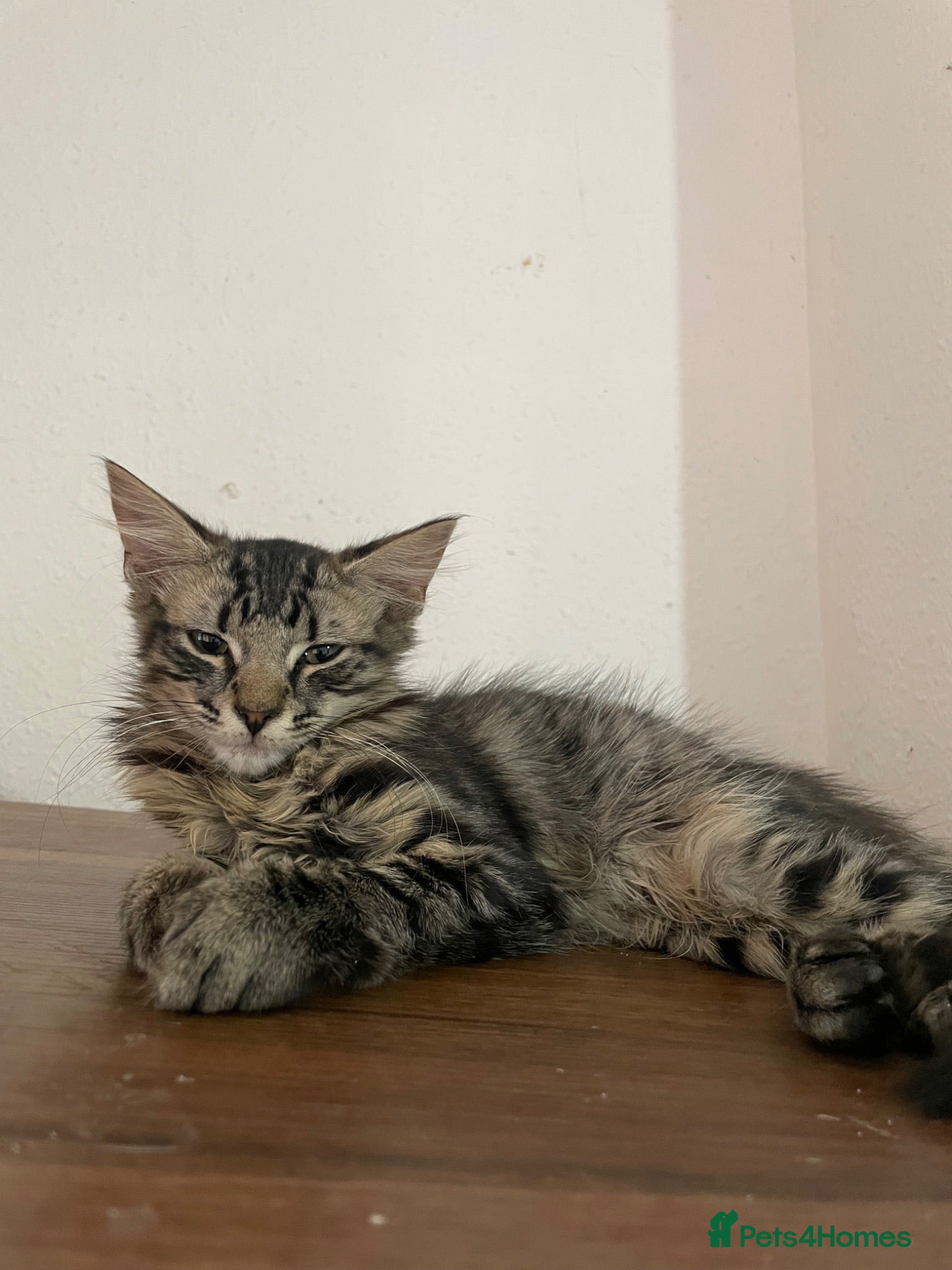 Mixed Breed cats PLEASE READ DESCRIPTION need a forever home  - Advert 9