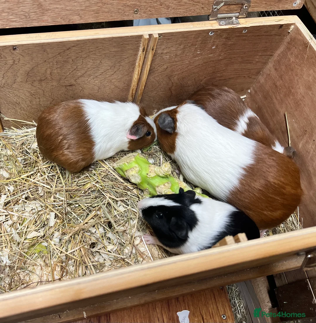 Guinea Pig rodents for sale: Group of bonded Dutch male/boar guinea pigs - Advert 10