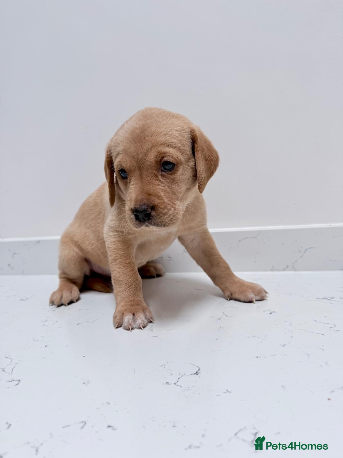 Labrador Retriever dogs Bitches available from litter of 7 - Advert 1