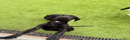 Springador dogs for sale: Springador Male pups - Advert 7