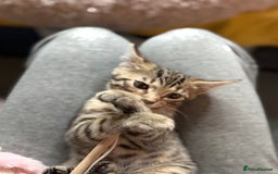 Bengal cats for sale: Three stunning Bengals reduced  - Image 13