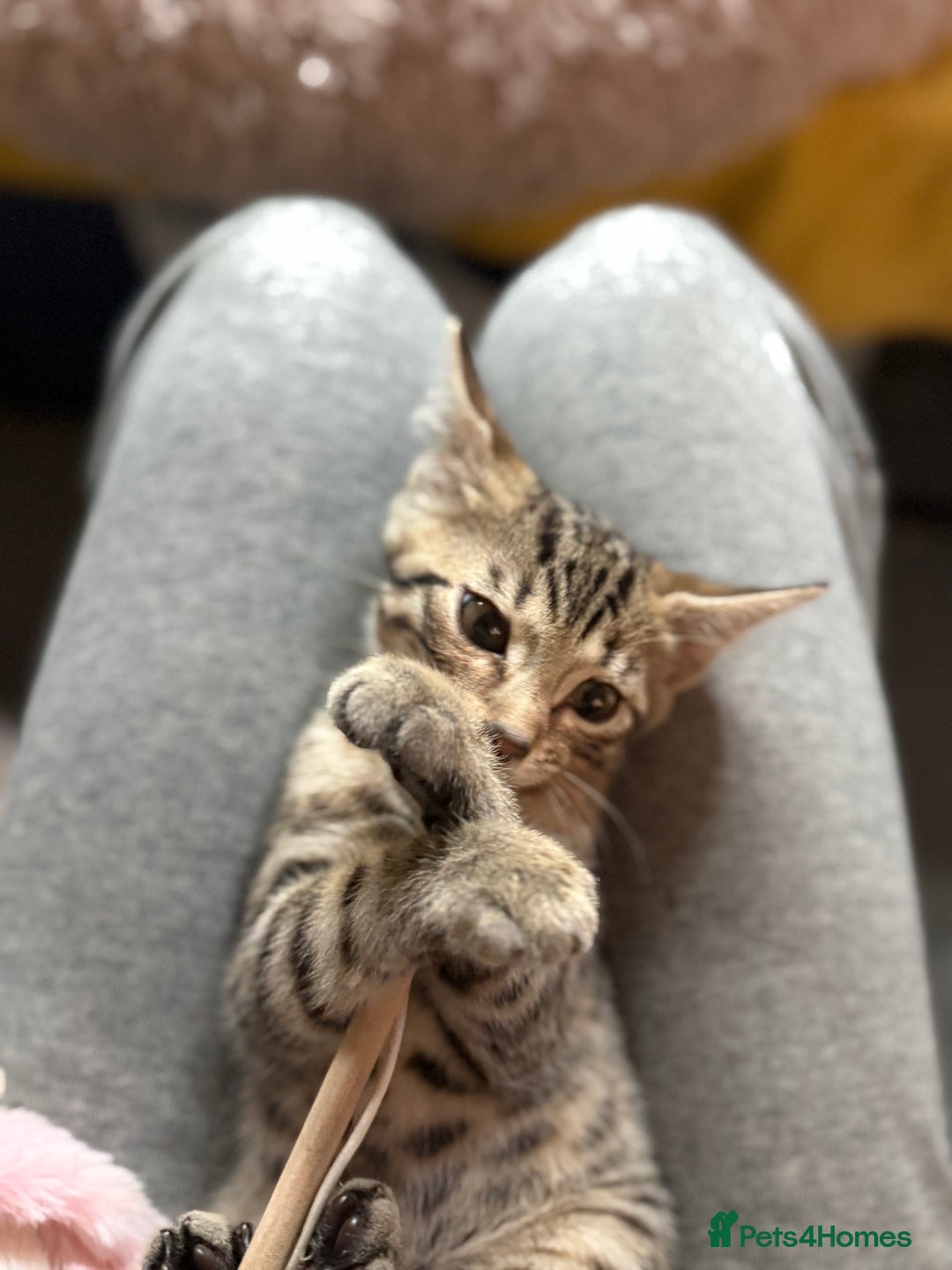 Bengal cats for sale: Three stunning Bengals reduced  - Image 13