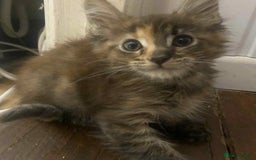 Maine Coon cats for sale: Xl mainecoon kittens full breed non reg  - Image 2