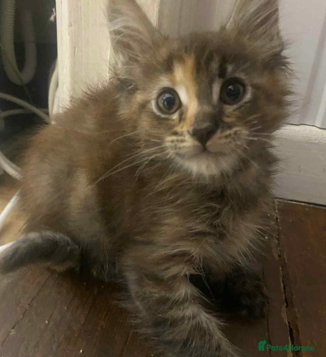 Maine Coon cats for sale: Xl mainecoon kittens full breed non reg  - Image 2