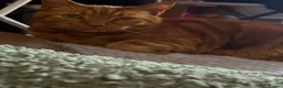 Mixed Breed cats for sale: Old boy with plenty of life left in him in Nottingham - Advert 2