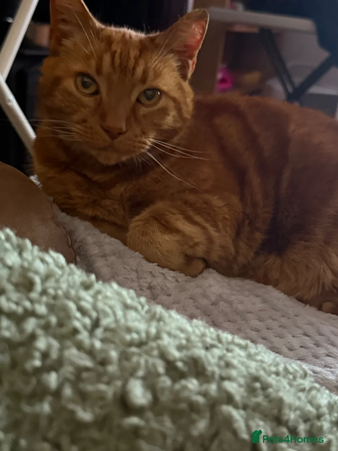 Mixed Breed cats for sale: Old boy with plenty of life left in him in Nottingham - Advert 2