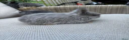 Mini Lop rabbits for sale: 2 Blue Baby Mini Lops - Advert 14