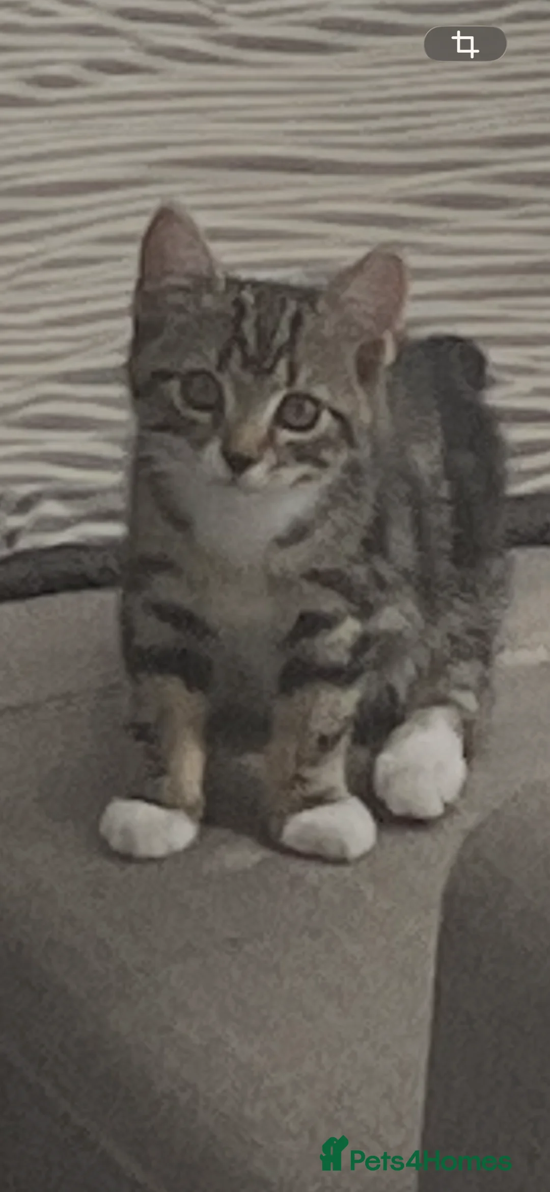 Mixed Breed cats for sale: Stunning kitten in Stockton-on-Tees - Advert 2