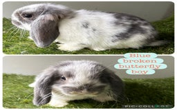 Mini Lop rabbits for sale: Beautiful mini lops ready now  - Image 6