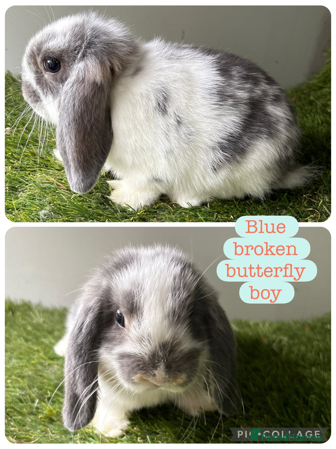 Mini Lop rabbits for sale: Beautiful mini lops ready now  - Image 6