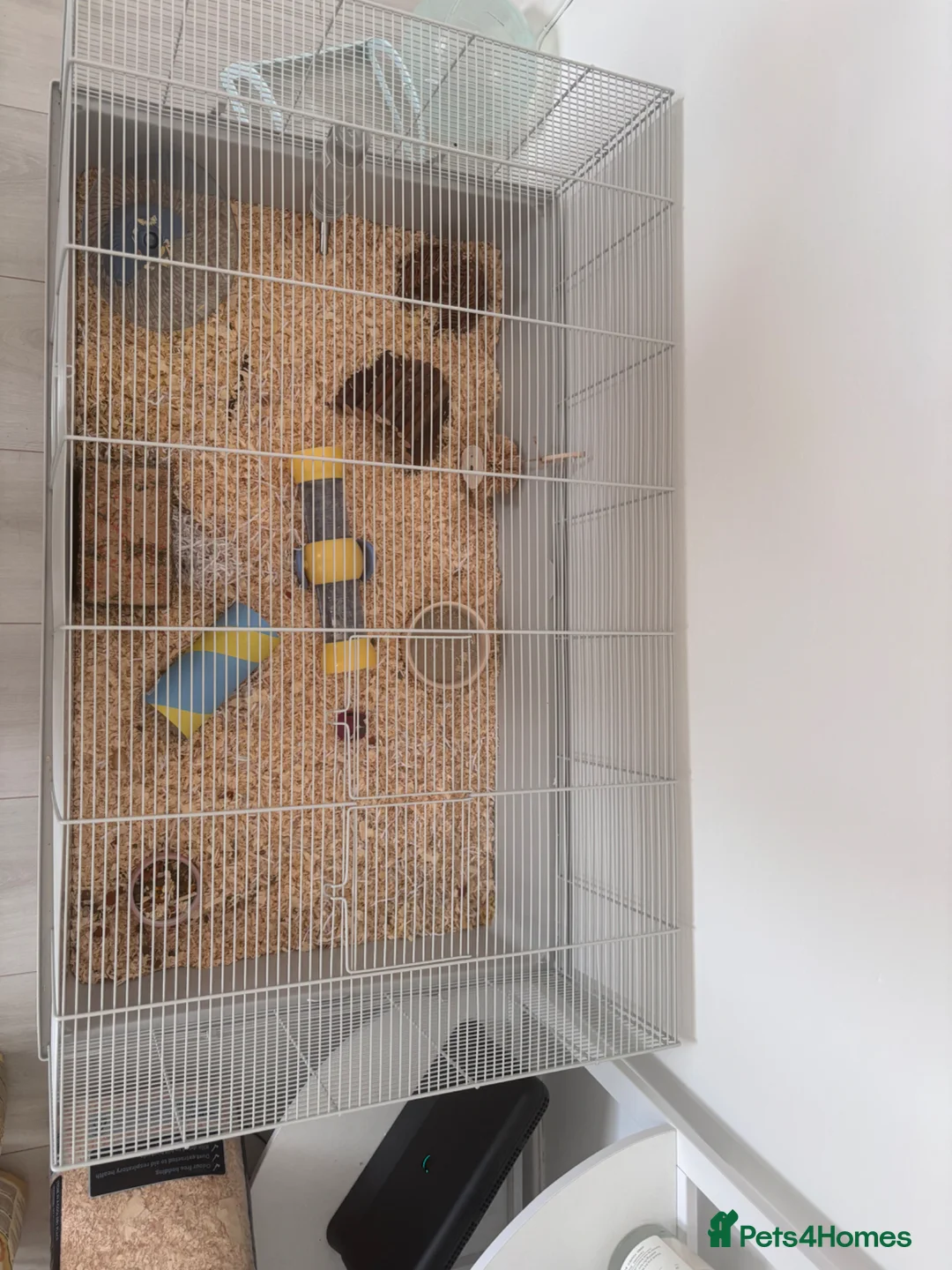 Hamster rodents for sale: Selling my female russian dwarf hamster in Ayr - Advert 3