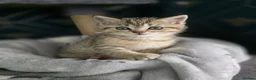 Scottish Fold cats for sale: Scottish fold litter due early September - Advert 13