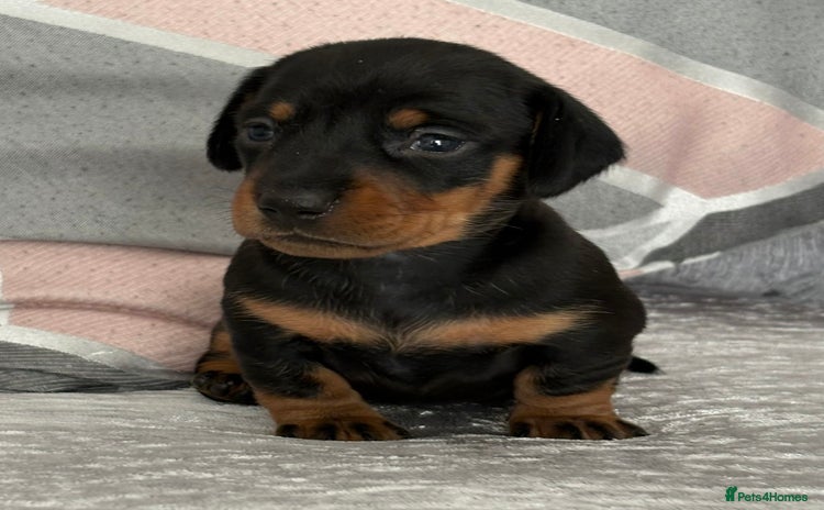 Miniature Dachshund dogs - Advert 2