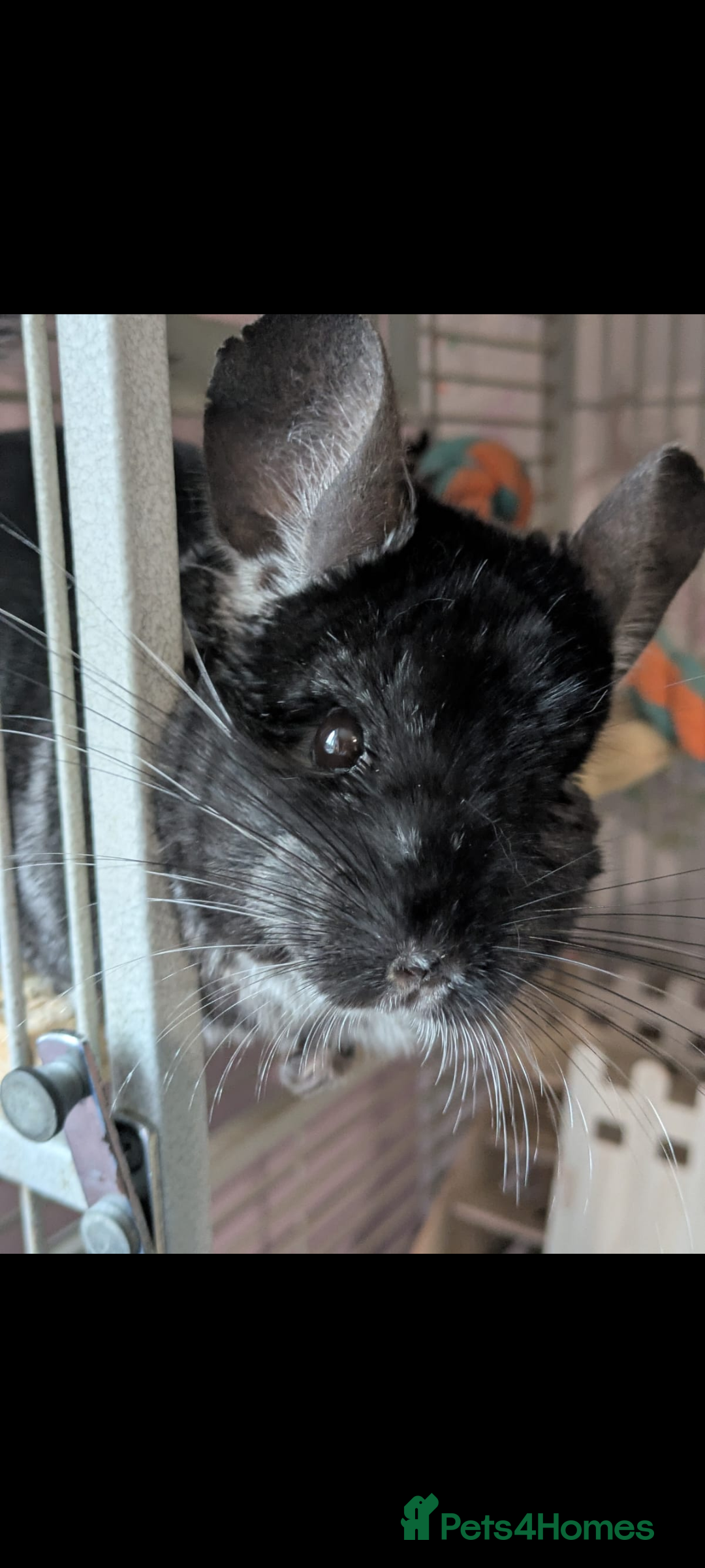 Chinchilla rodents for sale: Male Chinchilla  - Advert 2