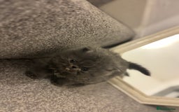 Persian cats for sale: GCCF SOLID BLUE PERSIAN PRINCESSES  - Image 13
