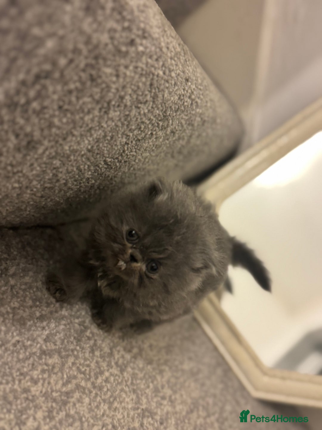 Persian cats for sale: GCCF SOLID BLUE PERSIAN PRINCESSES  - Image 13