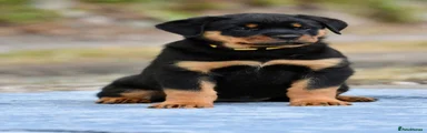 Yellow Collar Female