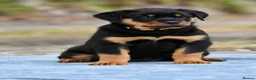 Rottweiler dogs for sale: Rottweiler Puppies – Stunning Old School Type in Whitchurch - Advert 6