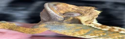 Gecko reptiles for sale: Extreme harlequin pinner - Advert 4