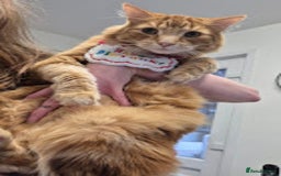 Maine Coon cats for sale: Absolutely Stunning Part Maine Coon Kittens - Advert 23
