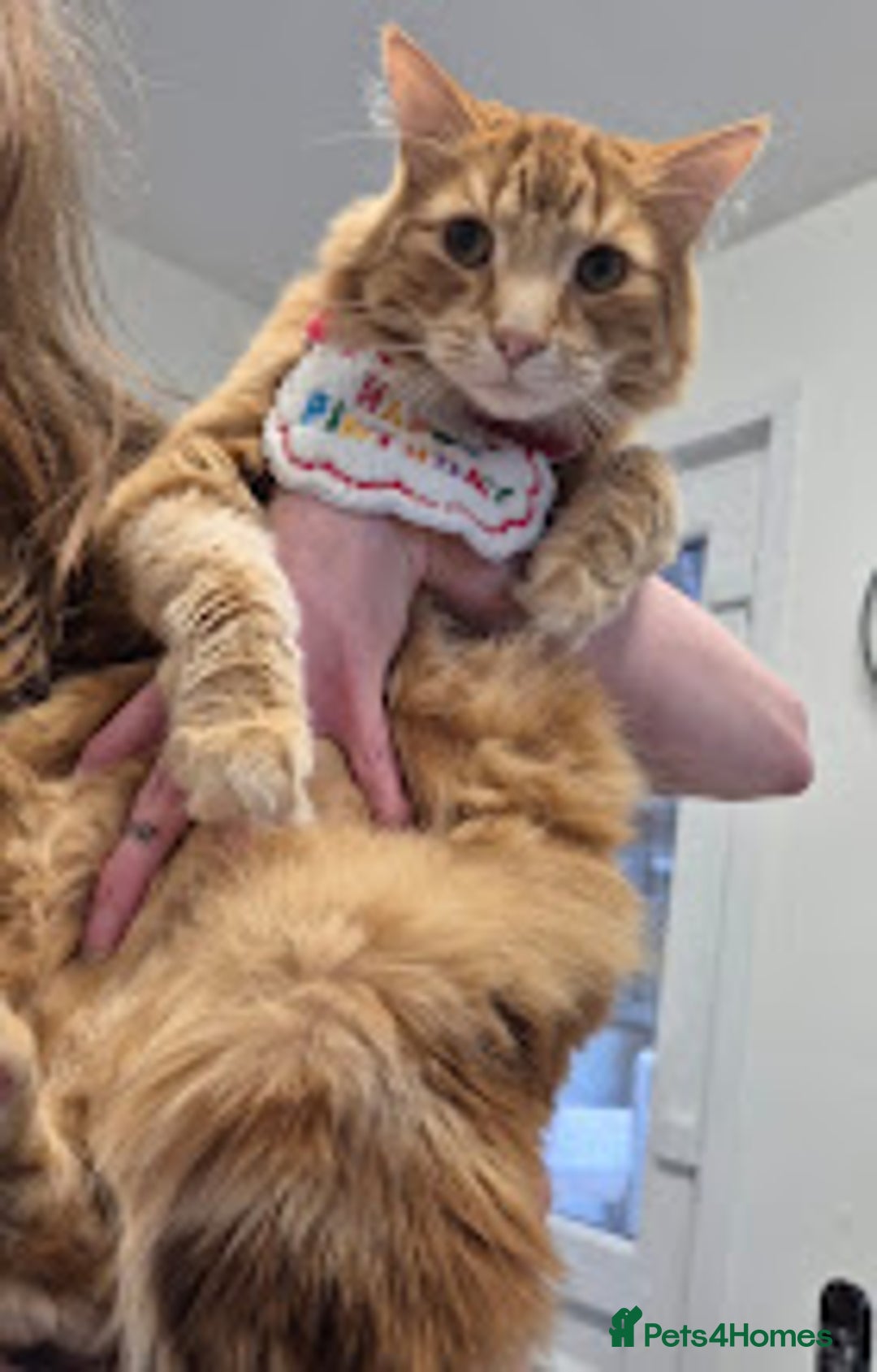 Maine Coon cats for sale: Absolutely Stunning Part Maine Coon Kittens - Advert 23