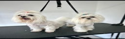 Maltese dogs for sale: Adorable Korean KC Maltese  - Advert 5