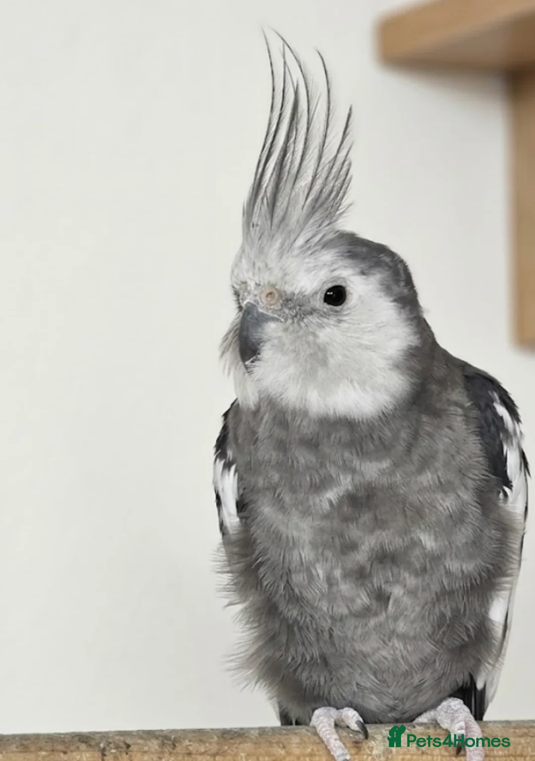 Cockatiels birds for sale: Breeding cockatiels for sale. - Advert 2