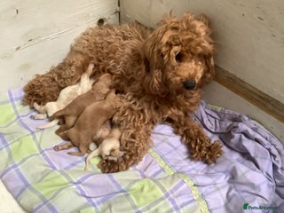 Cockapoo dogs - Advert 12