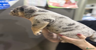 English Bulldog dogs 11 wonderful healthy happy bulldog babies  - Advert 4