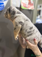 English Bulldog dogs 11 wonderful healthy happy bulldog babies - Advert 4