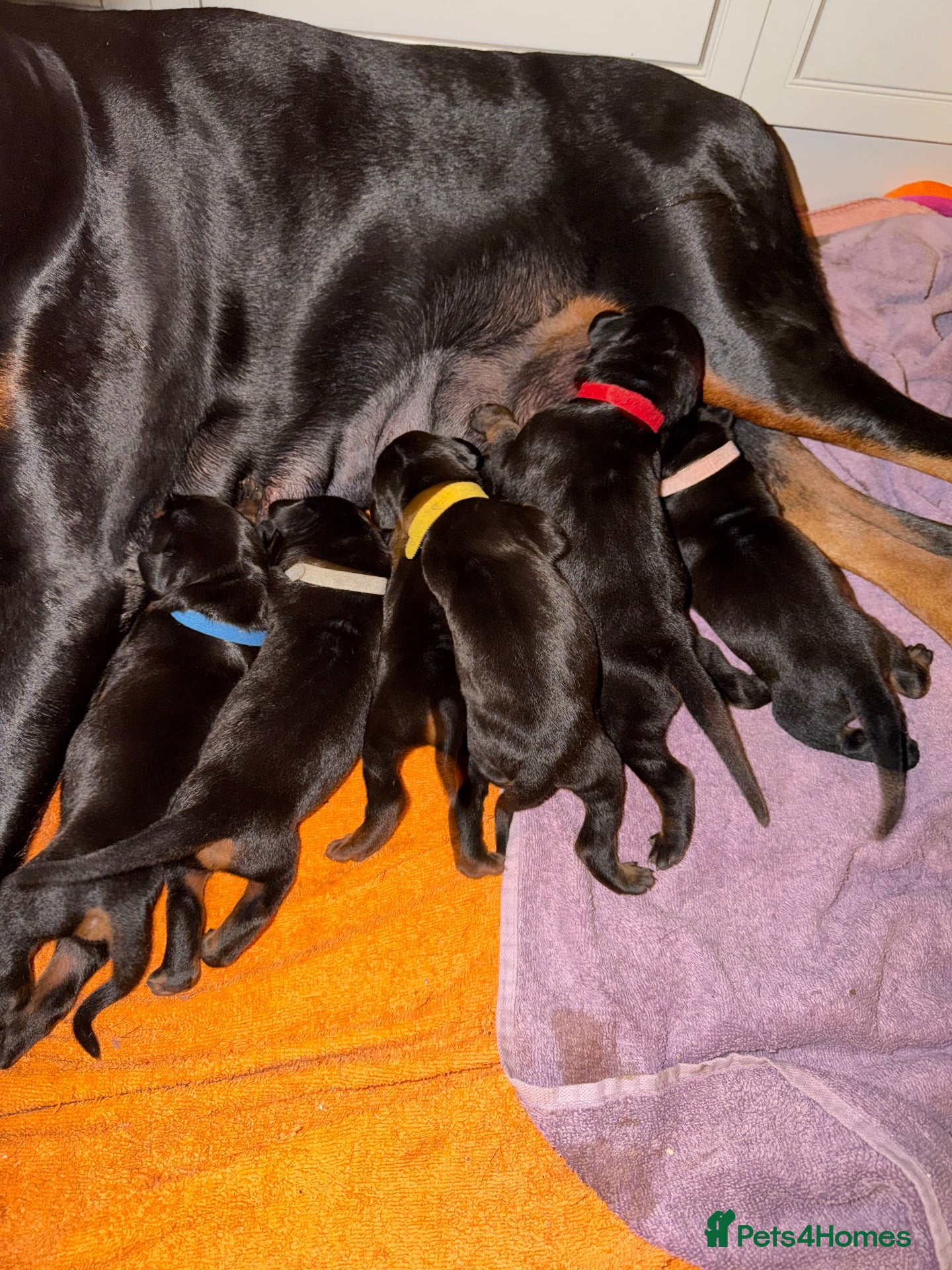 Dobermann dogs European Doberman puppies! - Advert 1