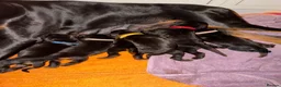 Dobermann dogs for sale: European Doberman puppies! - Advert 1