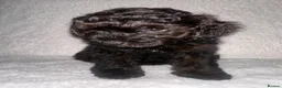 Yorkiepoo dogs for sale: Yorkiepoo pups - Advert 9