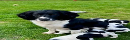 English Springer Spaniel dogs for sale: KC registered English Springer Spaniels - Advert 9