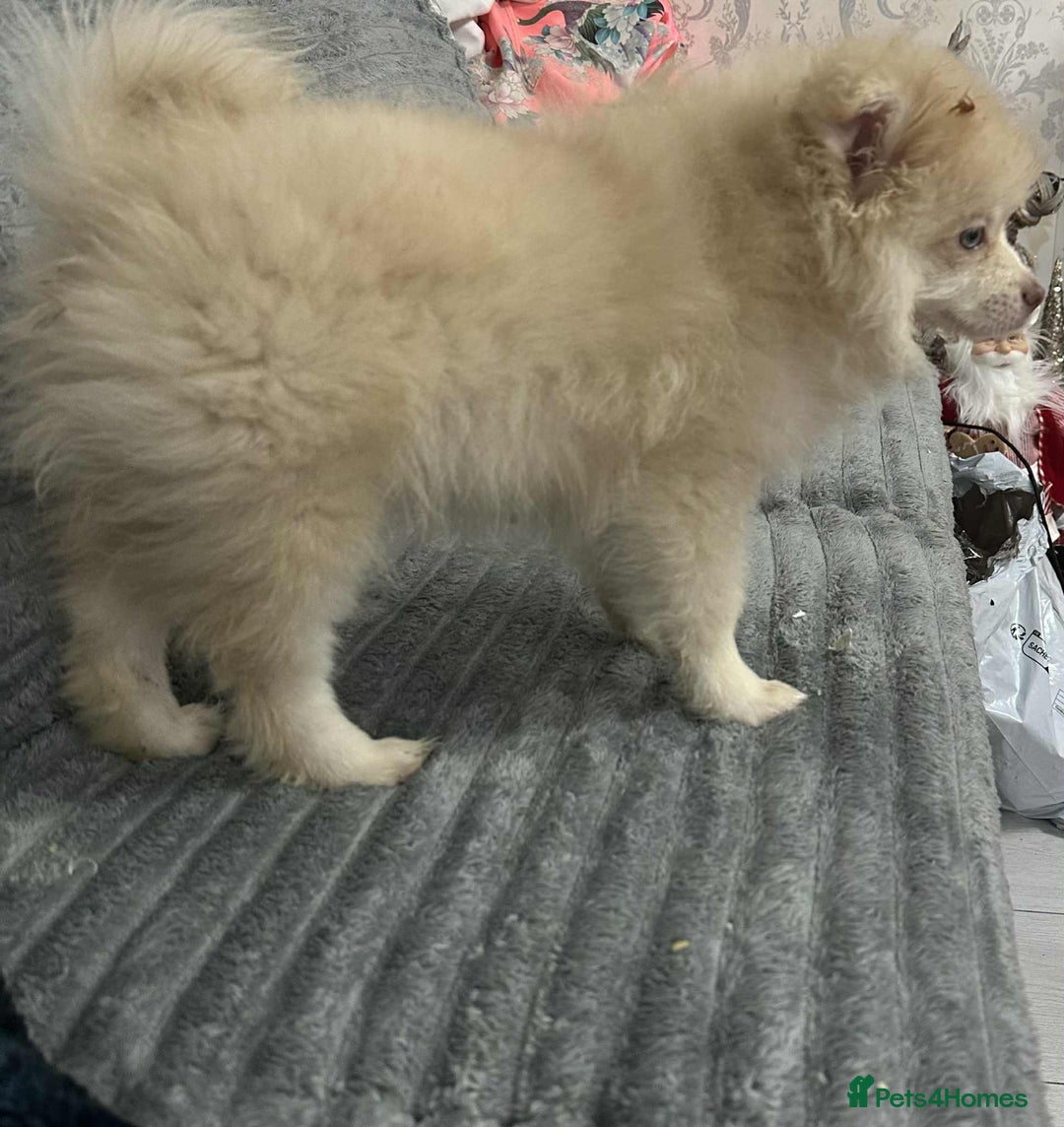 Pomeranian dogs for sale: Blue eyed Pomeranian boy ready now  - Advert 8
