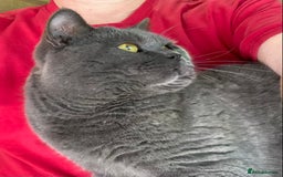 British Shorthair cats for sale: Retired Stud cat looking for comfortable pet home - Image 5