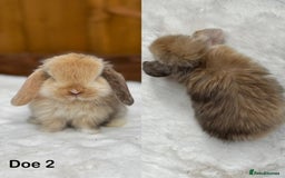 Mini Lop rabbits for sale: Purebred Harlequin Mini Lop Babies  - Image 6
