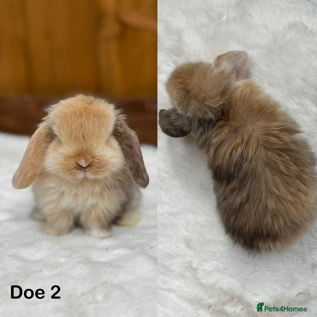Mini Lop rabbits for sale: Purebred Harlequin Mini Lop Babies  - Image 6