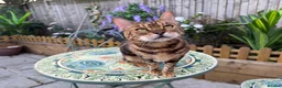 Bengal cats for sale: Star is looking for her forever home! - Advert 3