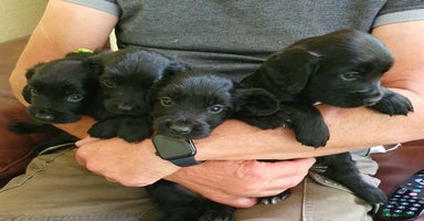 Cocker Spaniel dogs - Advert 11