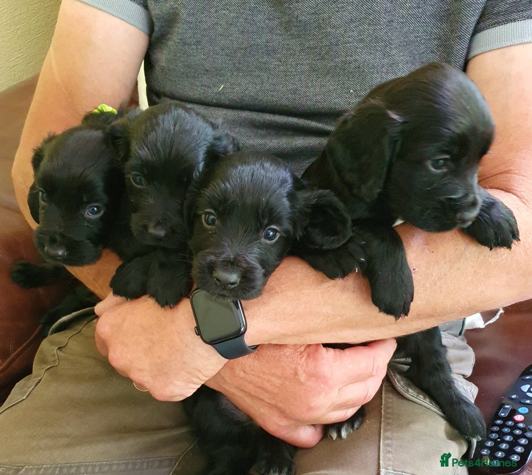 Cocker Spaniel dogs for sale: WORKING COCKER SPANIEL PUPPIES–EXCELLENT PEDIGREE - Image 2