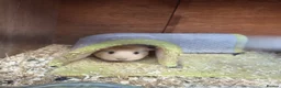 Guinea Pig rodents for sale: Guinea pigs with cage etc in Royston - Advert 2