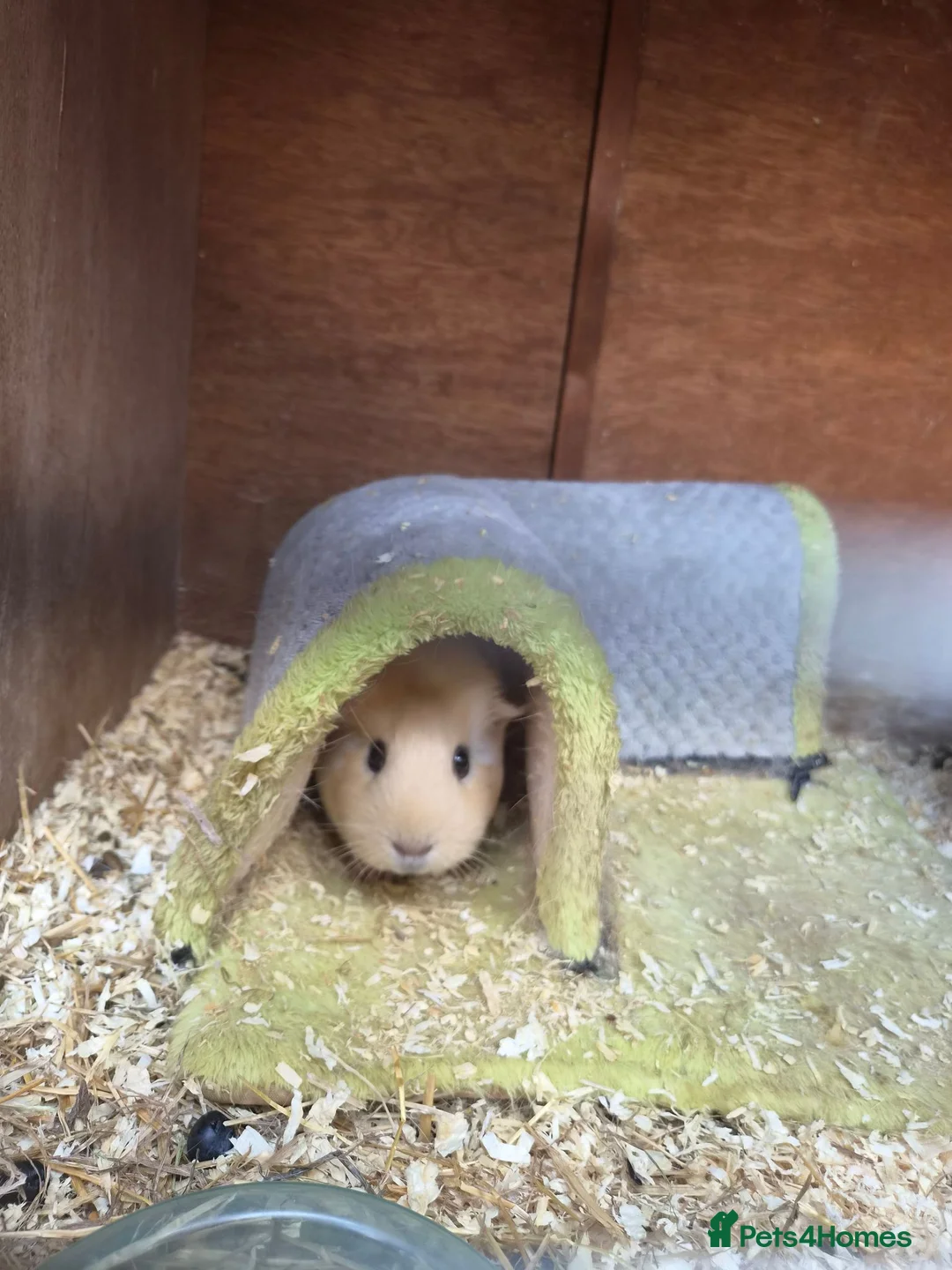 Guinea Pig rodents for sale: Guinea pigs with cage etc in Royston - Advert 2
