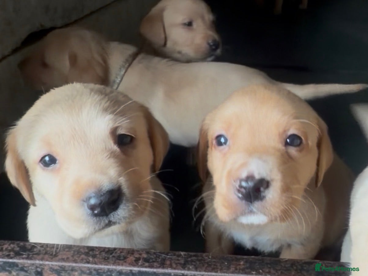 Labrador Retriever dogs Beautiful Fox Red Family Labradors Working Lines - Advert 1