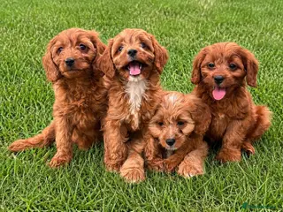 Cavapoo dogs F1 Cavapoo Puppies for sale - Advert 6