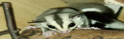 Sugar Glider rodents for sale: Lonely male sugar glider joey looking for a friend - Advert 3