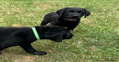 Labrador Retriever dogs - Advert 16