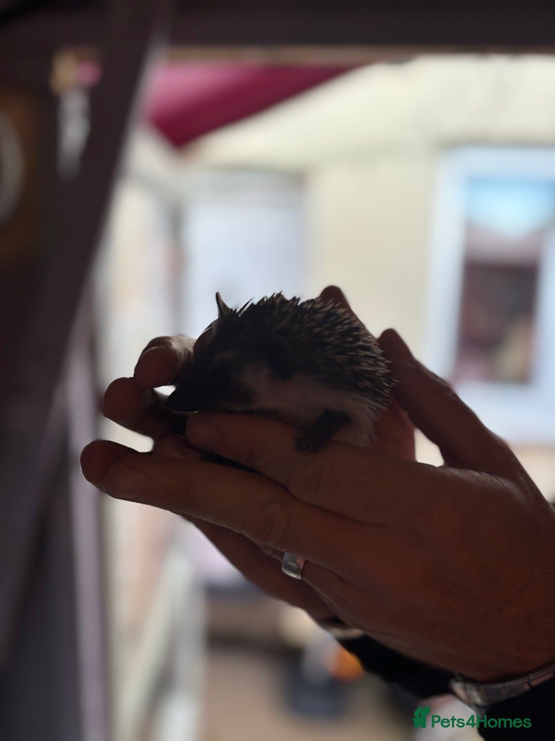 Pygmy Hedgehog rodents for sale: ***African black Pygmy hogs!*** - Image 2