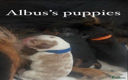 Cavalier King Charles Spaniel dogs for stud: KC Reg Health Tested Proven Cavalier King Charles in Salisbury - Image 10