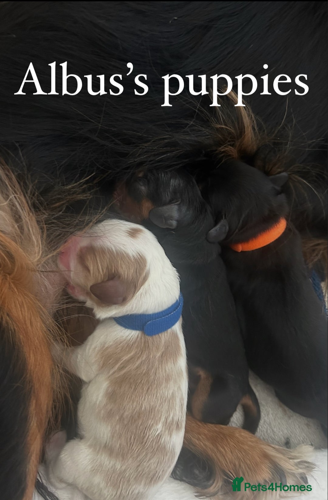 Cavalier King Charles Spaniel dogs for stud: KC Reg Health Tested Proven Cavalier King Charles in Salisbury - Image 10
